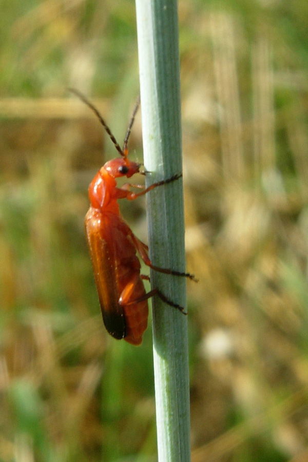 Alcuni Cantharidae, un Oedemeridae e un Cerambycidae